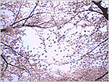 �C���[�W