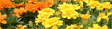 �C���[�W