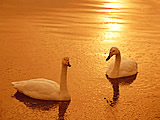 �C���[�W