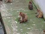 釧路動物園 サル山
