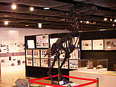 食と農博物館では初公開、恐鳥パラフィソルニス
