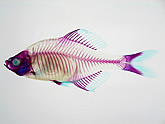 魚の透明標本