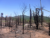 火災により焼け落ちた乾生林