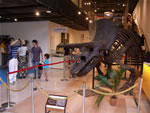 トリケラトプス 完成した全体骨格模型