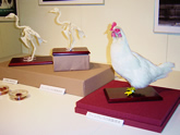 「無翼鶏：ウイングレス」の剥製と骨格標本