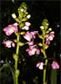 ユーロフィラ・レンプレリアの花