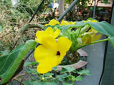 ウンカリーナの花