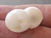 マダガスカルヒルヤモリ 卵の殻