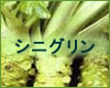 VjO