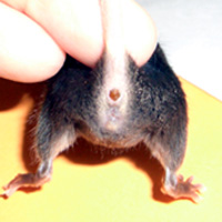 性転換雌マウス